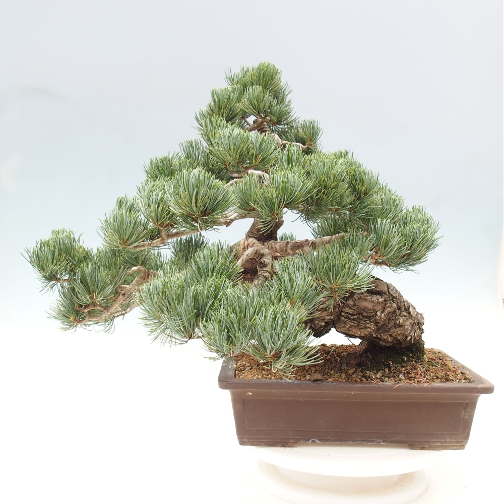 Bonsai voor buiten - Pinus parviflora - Pinus parviflora