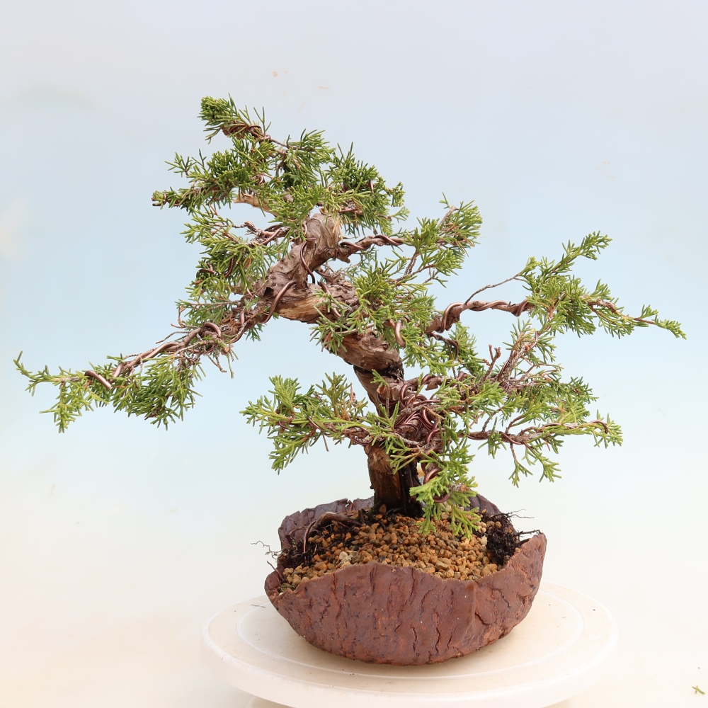 Bonsai voor buiten - Juniperus chinensis Itoigawa-Juniperus chinensis