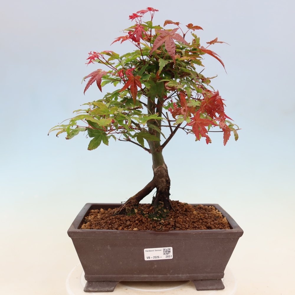 Noorse esdoorn - Acer palmatum Beni Tsukasa