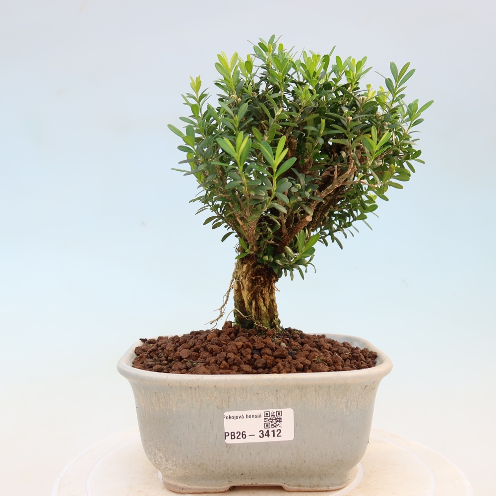 Kamerbonsai - Buxus harlandii - kurk buxus