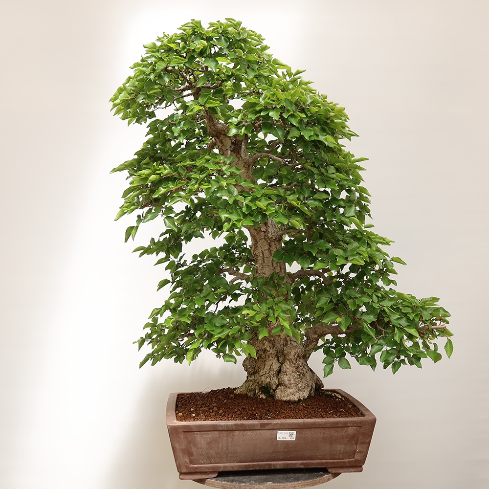 Bonsai voor buiten -Carpinus Coreana - Koreaanse haagbeuk