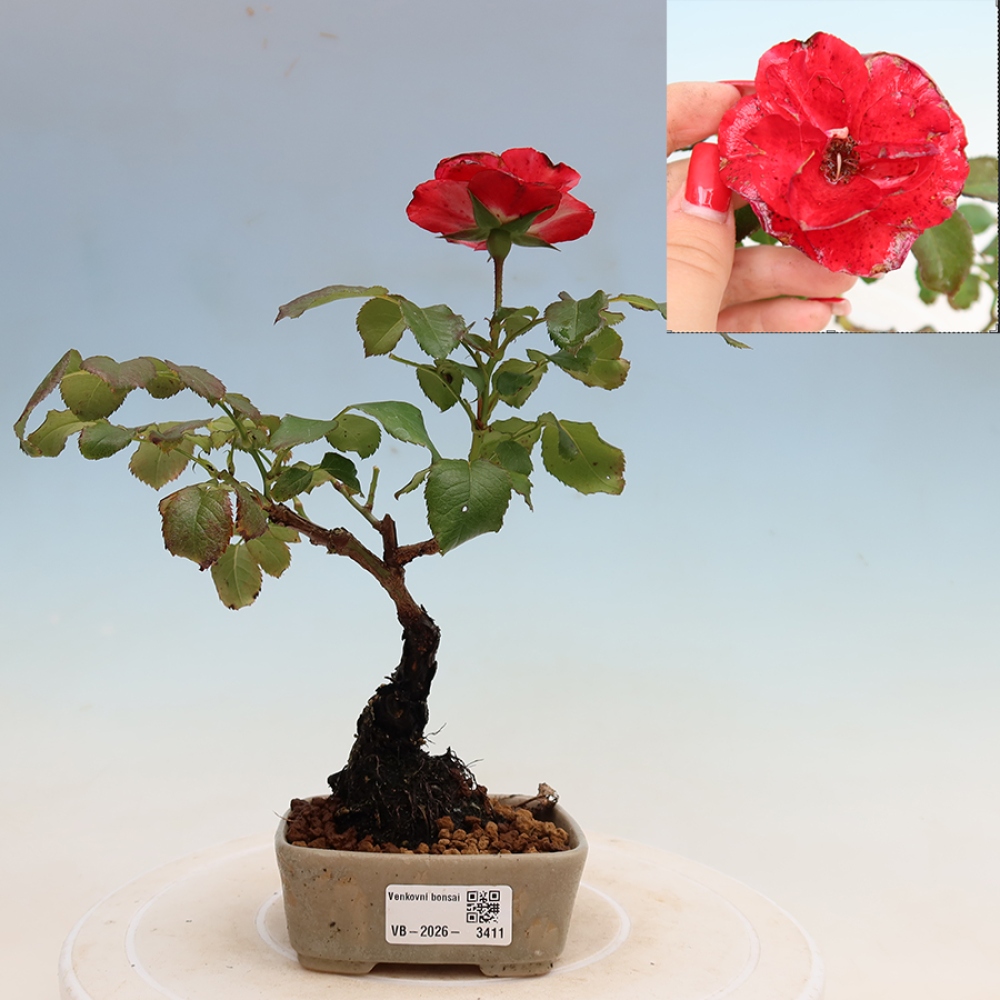 Bonsai voor buiten - Rosa Kordes - roos