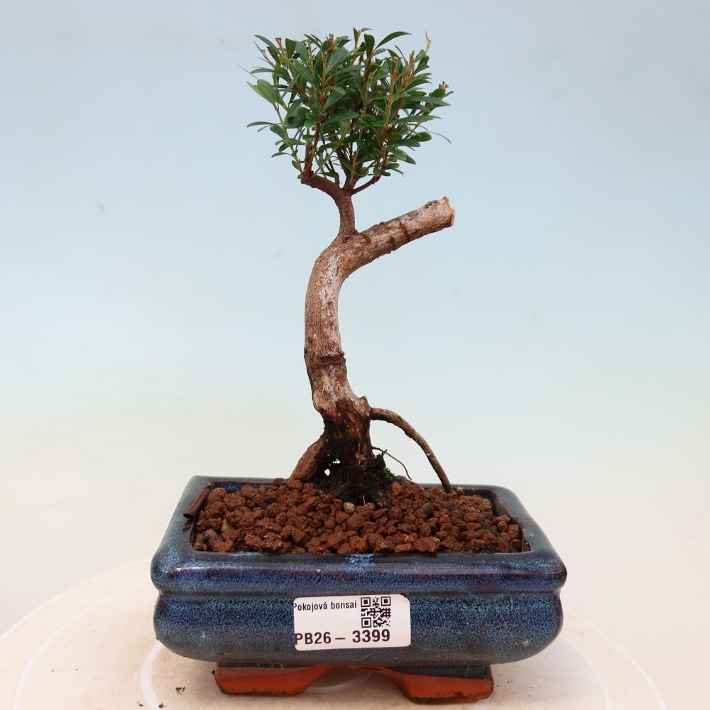 Kamerbonsai - Syzygium - Pimento