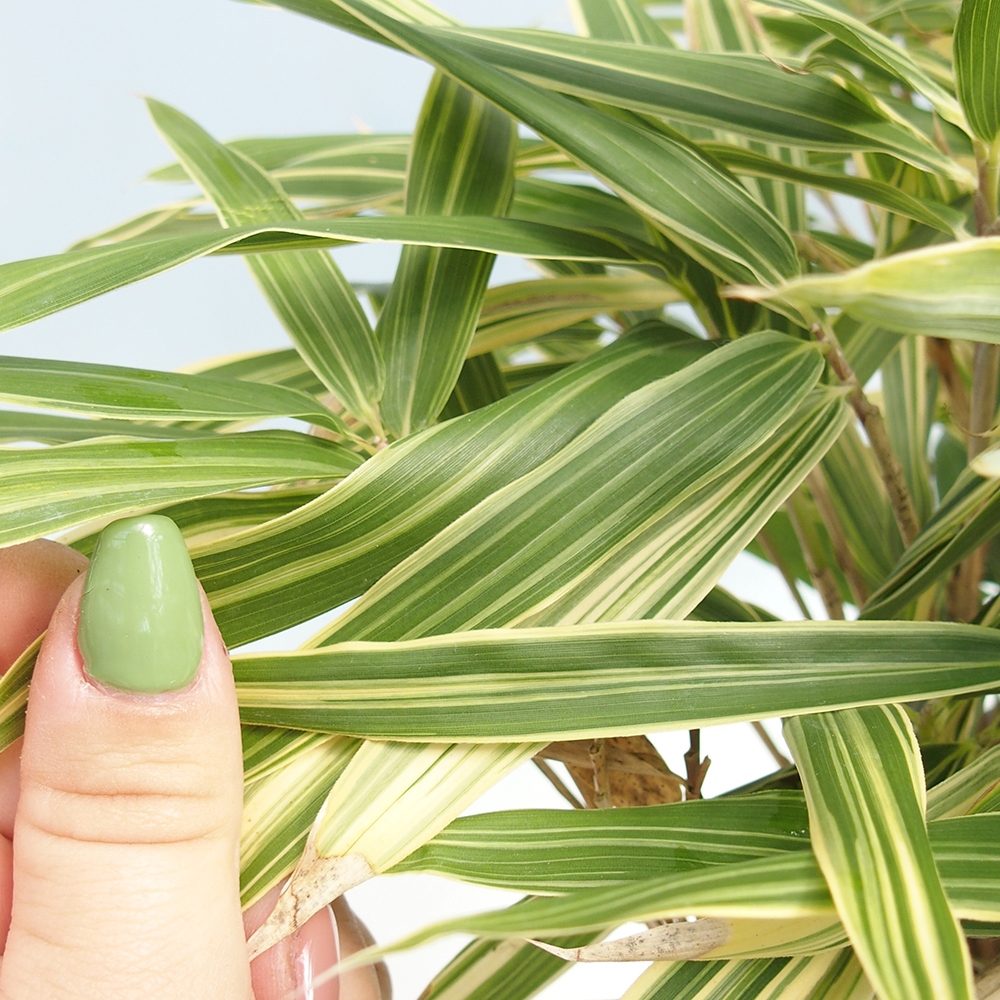 Bonsai voor buiten - Sasaella masamuneana Albostriata - Bamboe