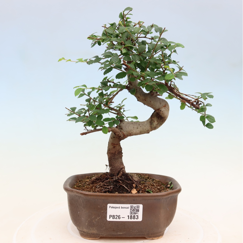 Kamerbonsai - Ulmus parvifolia - Winteriep