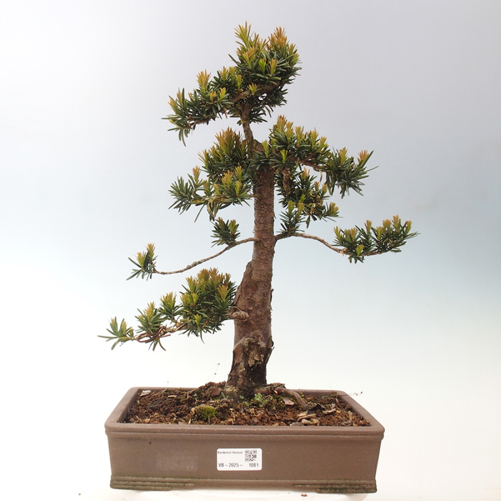 Bonsai voor buiten - Taxus cuspidata - Japanse Taxus