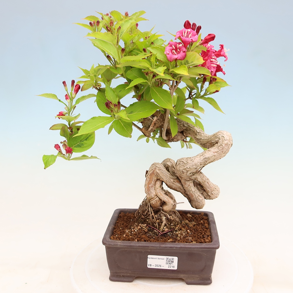 Buitenbonsai - Weigela subsessilis - Koreaanse weigela