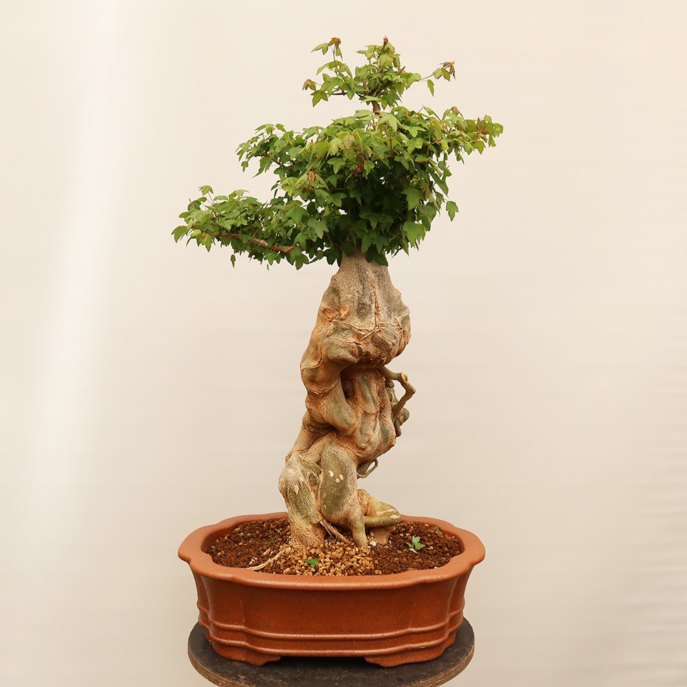 Bonsai voor buiten - Esdoorn Burger - Acer Burgerianum