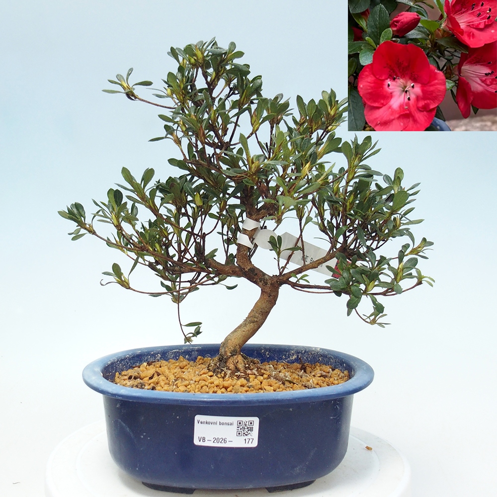 Bonsai voor buiten - Japanse Azalea - Azalea Benibeni