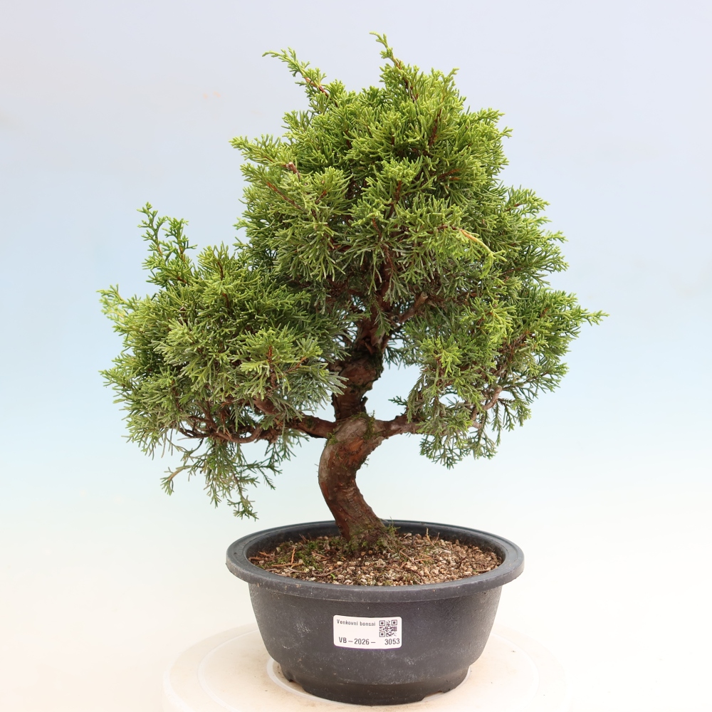 Bonsai voor buiten - Juniperus chinensis Itoigawa-Juniperus chinensis