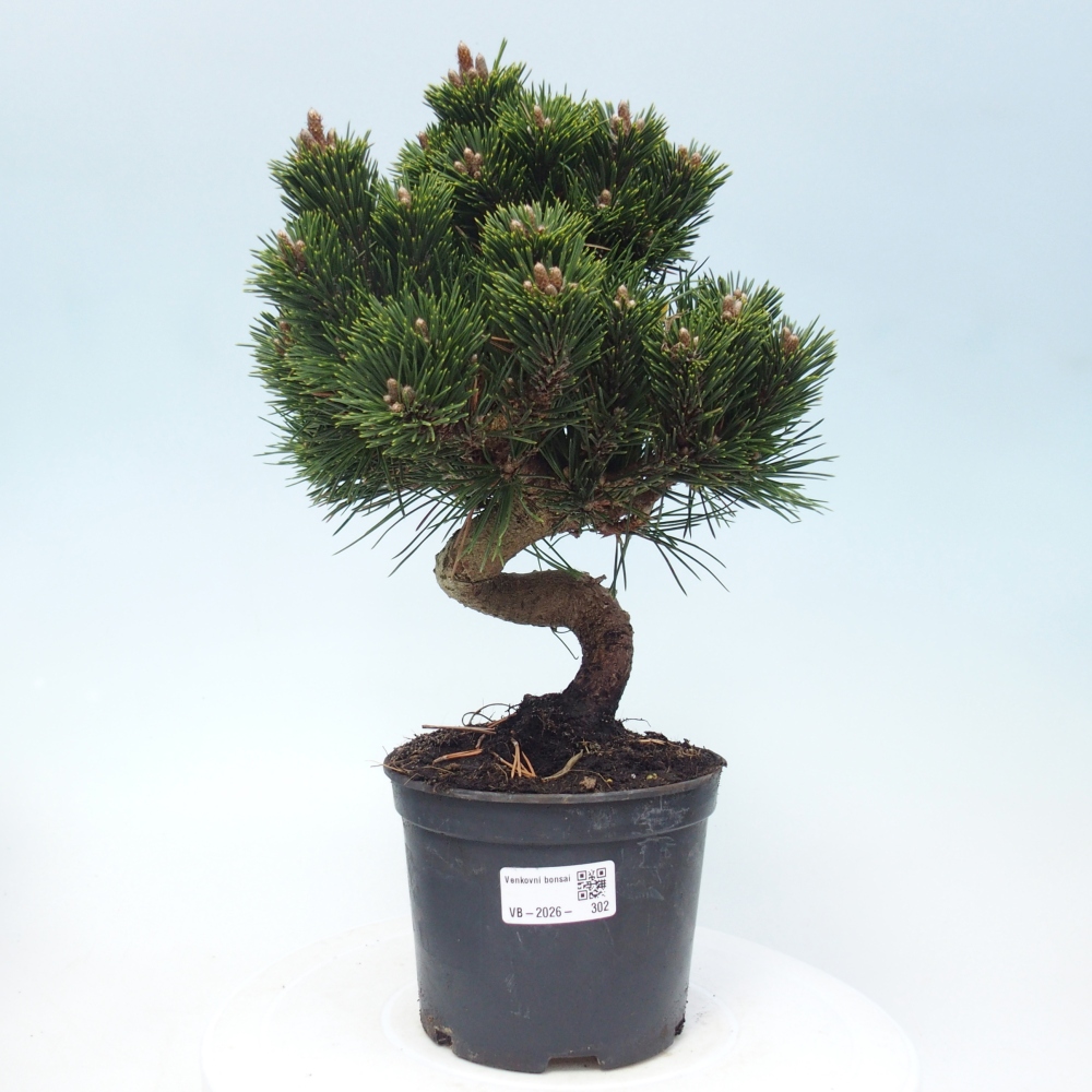 Bonsai voor buiten - Pinus thunbergii senjyumaru - Thunberg den