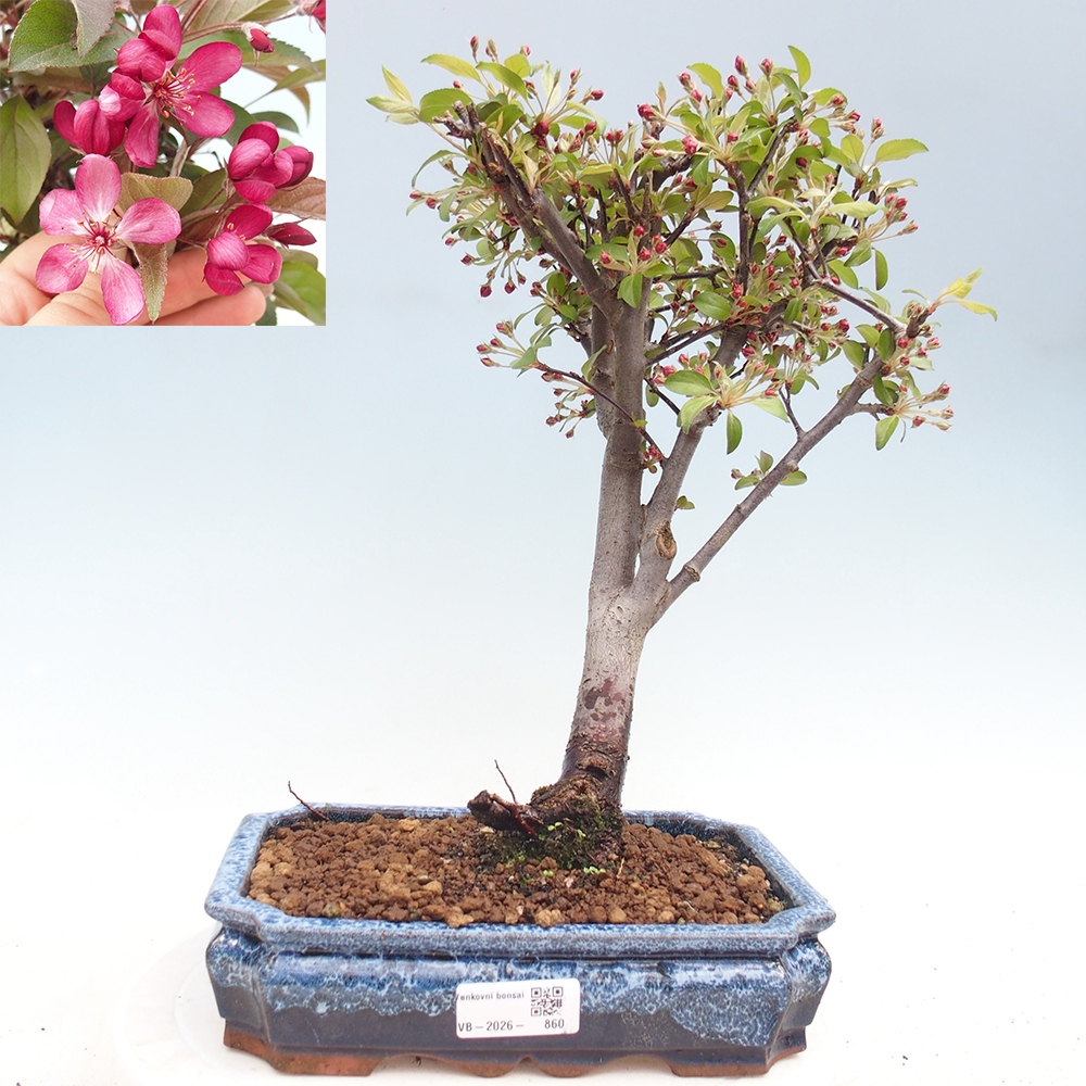 Bonsai voor buiten -Malus domestica - Roodbladige appelboom met kleine vruchten