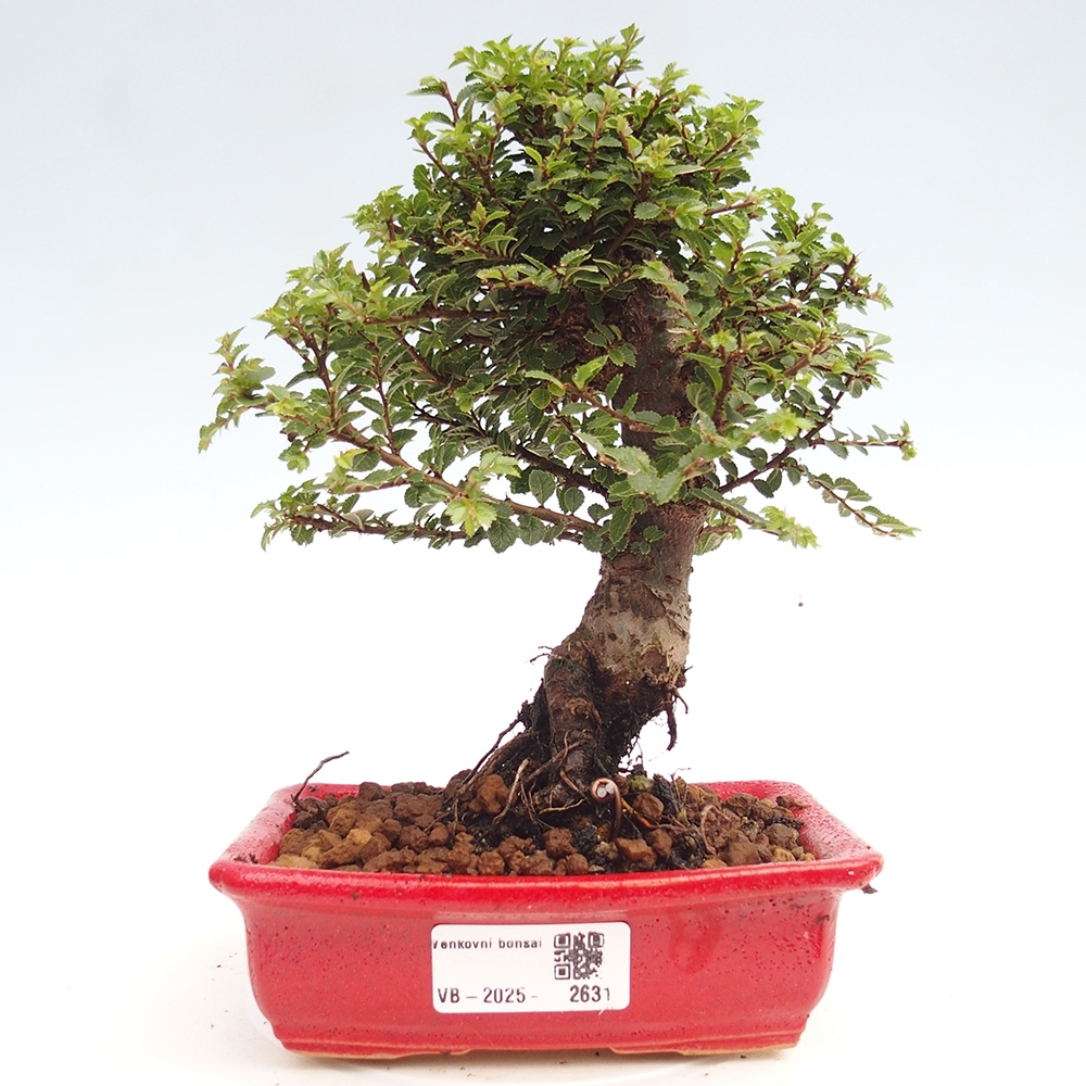 Bonsai voor buiten - Ulmus parvifolia Hokkaido - Chinese iep