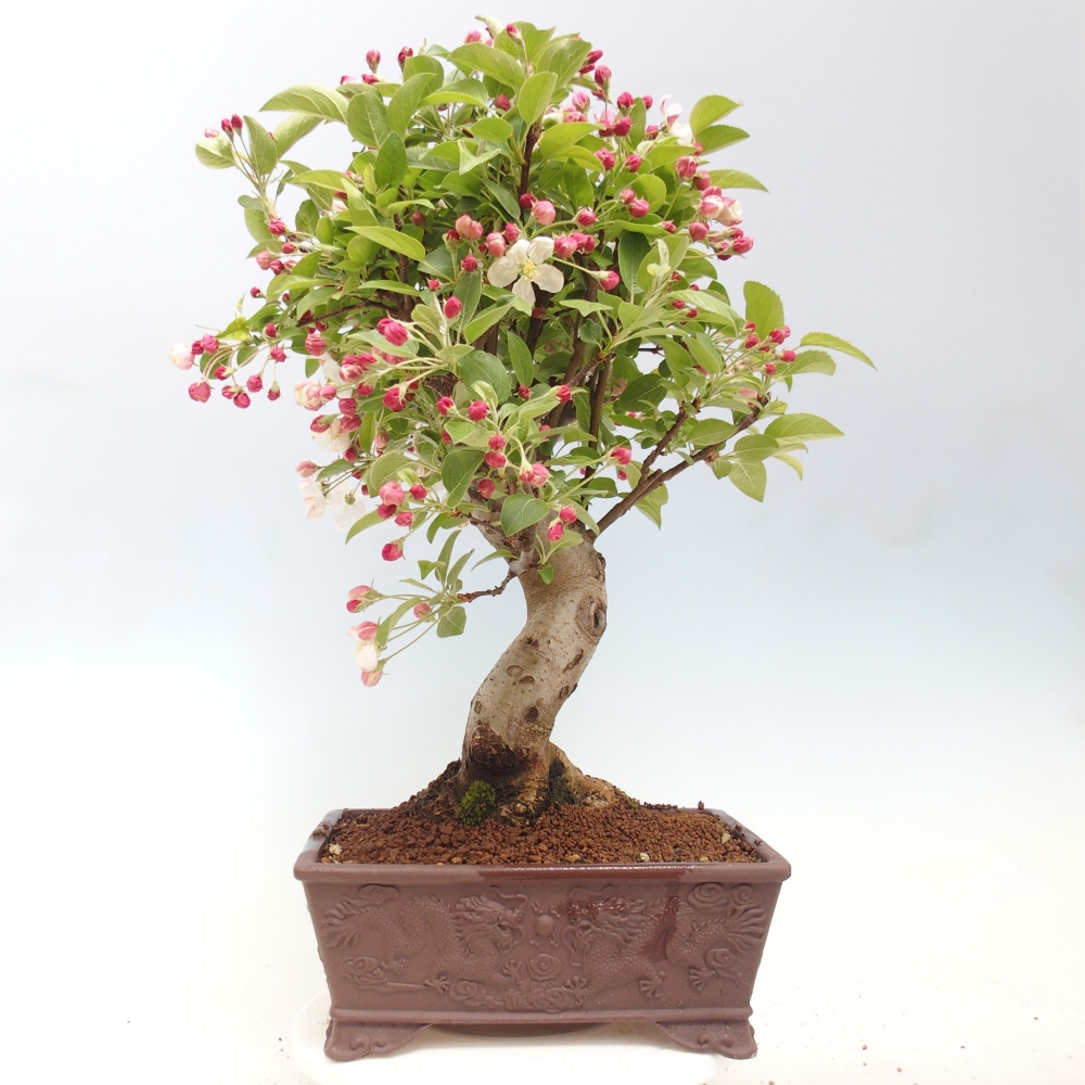 Bonsai voor buiten -Malus halliana - Appelboom met kleine vruchten