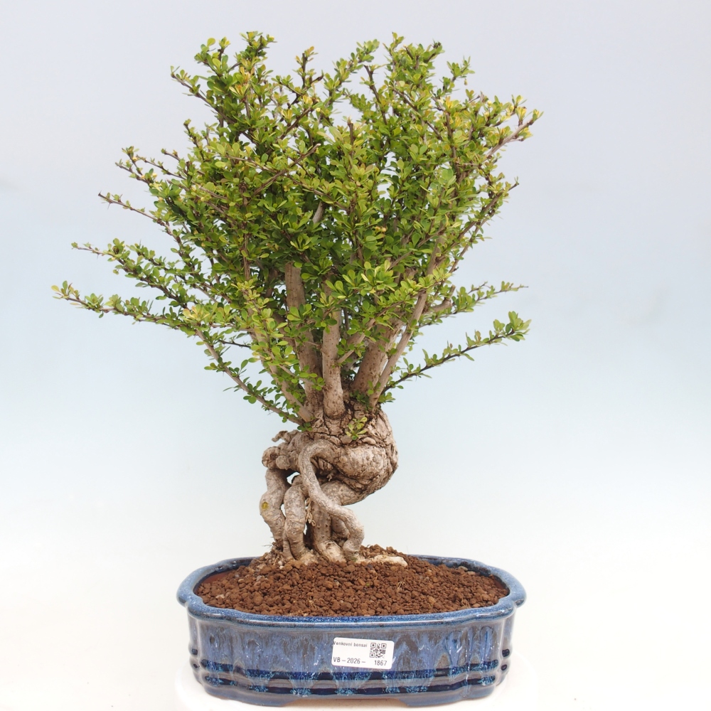 Bonsai voor buiten - Berberis coreana
