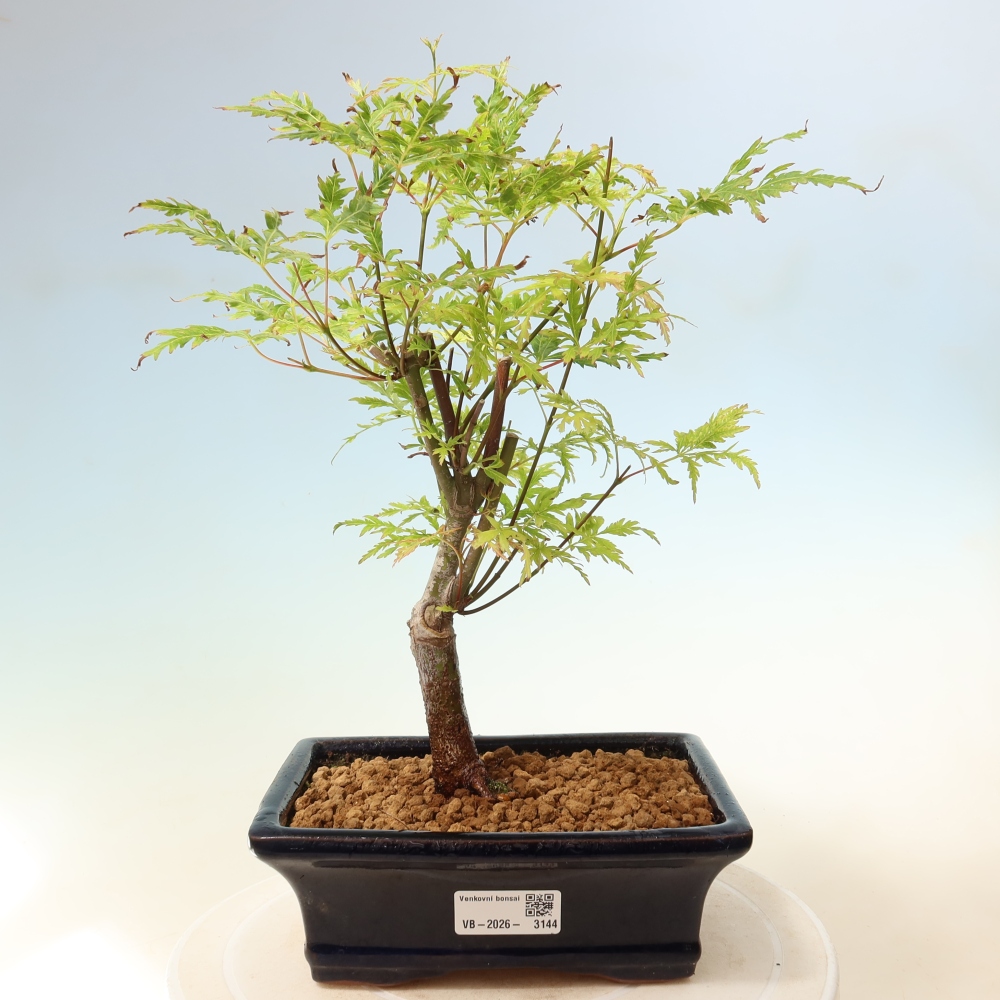 Bonsai voor buiten - Acer palmatum Dissectum