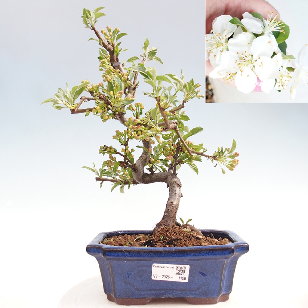 Bonsai voor buiten - Malus sargentii - Appelboom met kleine vruchten