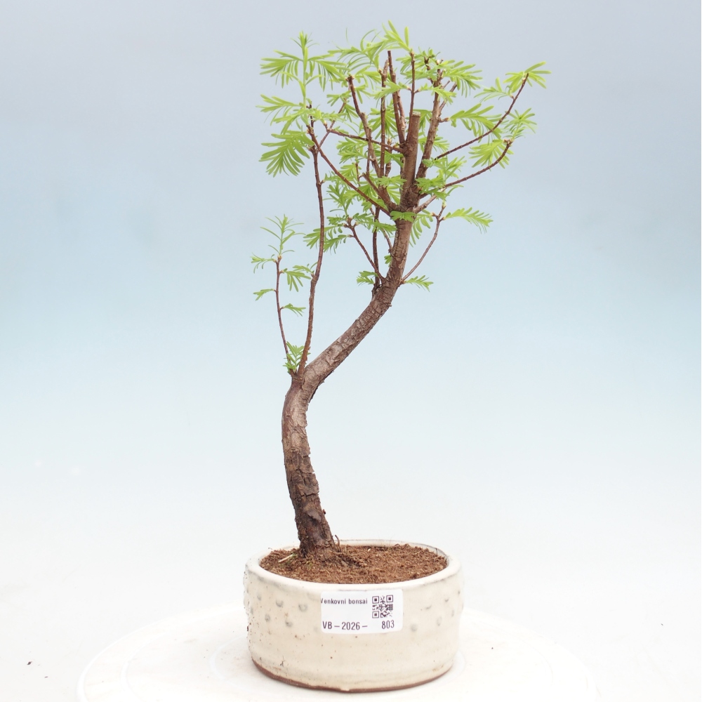 Bonsai voor buiten - Metasequoia glyptostroboides - Chinese Metasequoia