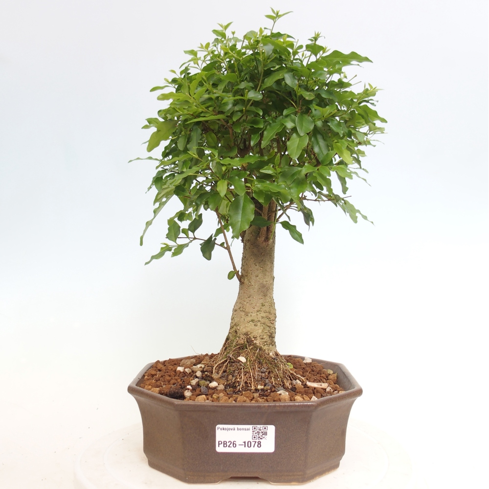 Kamerbonsai -Ligustrum chinensis - Vogelsnavel