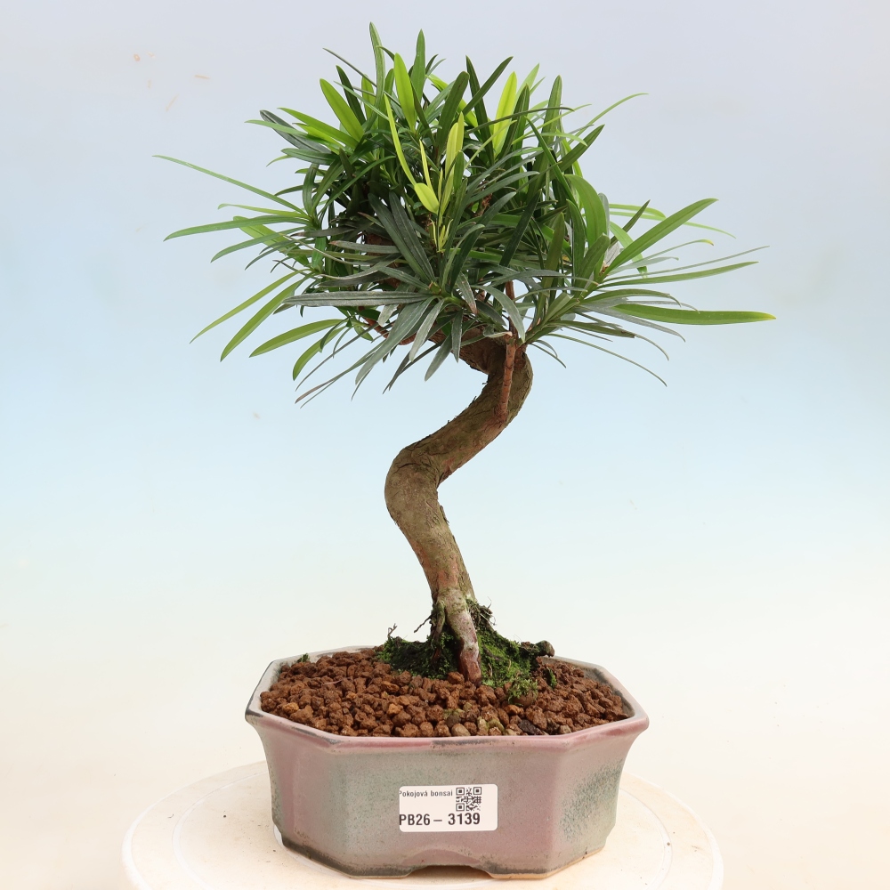 Kamerbonsai - Podocarpus - Taxus