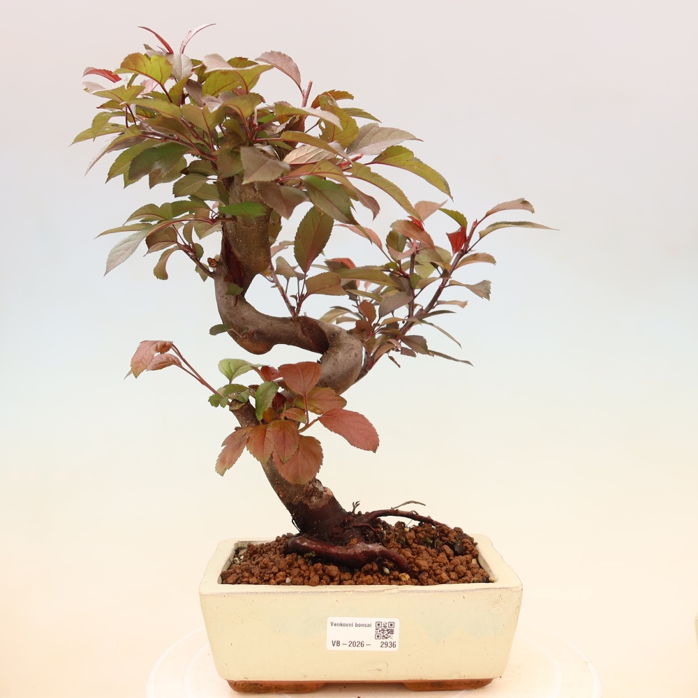 Bonsai voor buiten -Malus domestica - Roodbladige appelboom met kleine vruchten