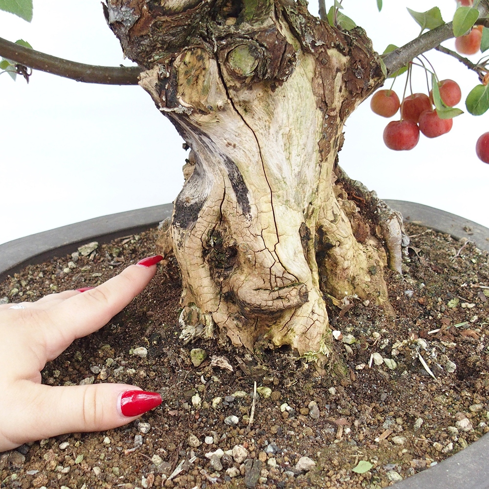Bonsai voor buiten -Malus halliana - Appelboom met kleine vruchten