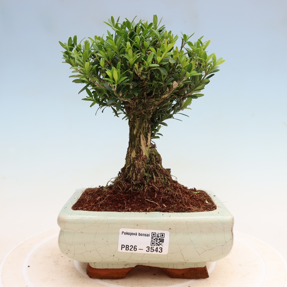 Kamerbonsai - Buxus harlandii - kurk buxus