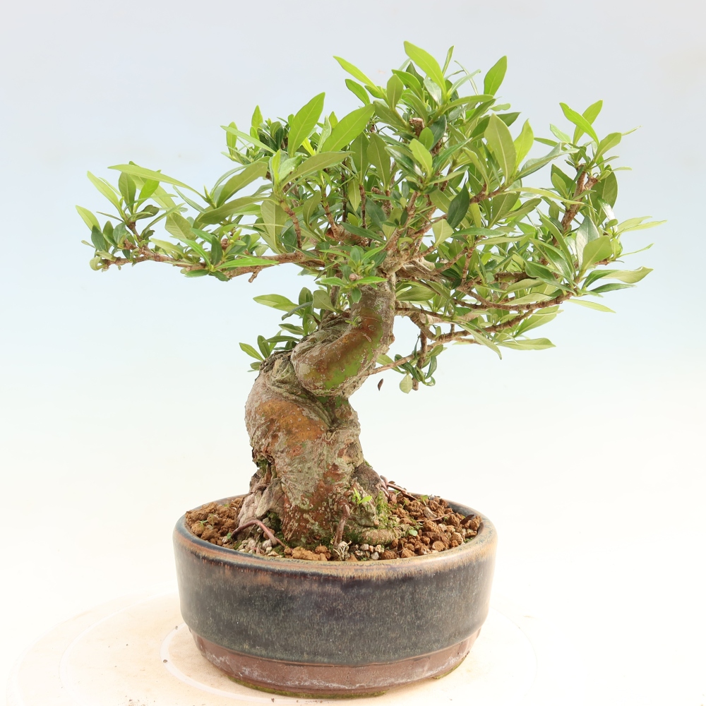 Kamerbonsai - Gardenia jasminoides-Gardenia
