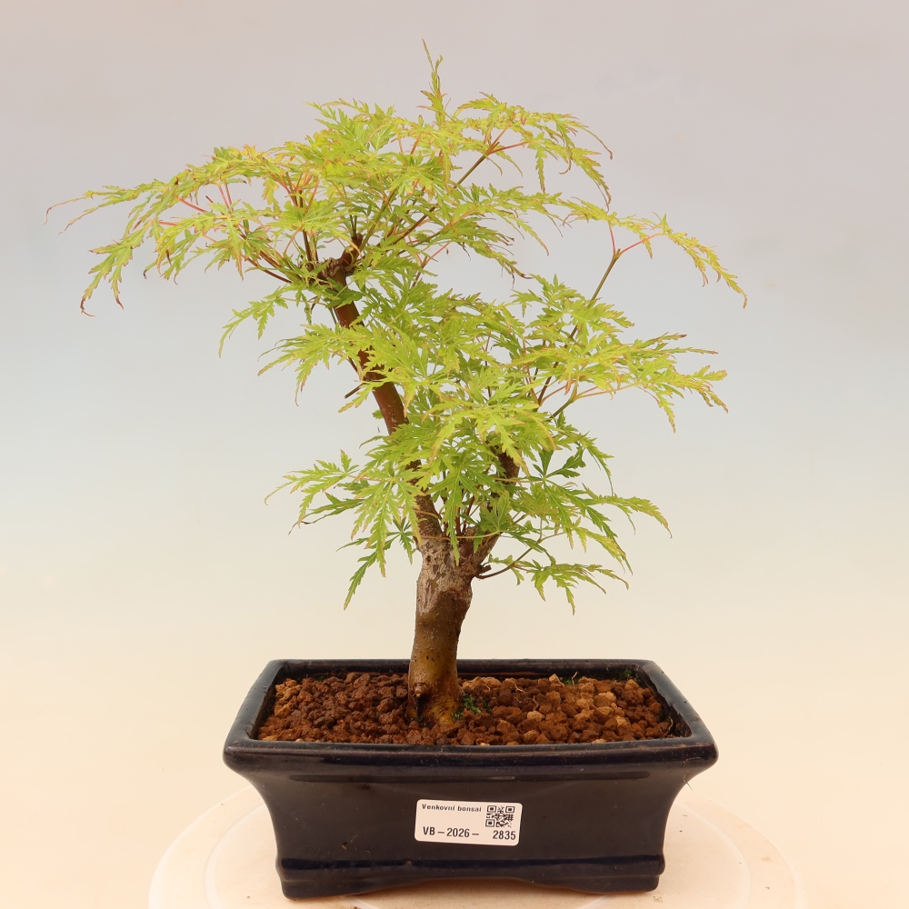 Bonsai voor buiten - Acer palmatum Dissectum