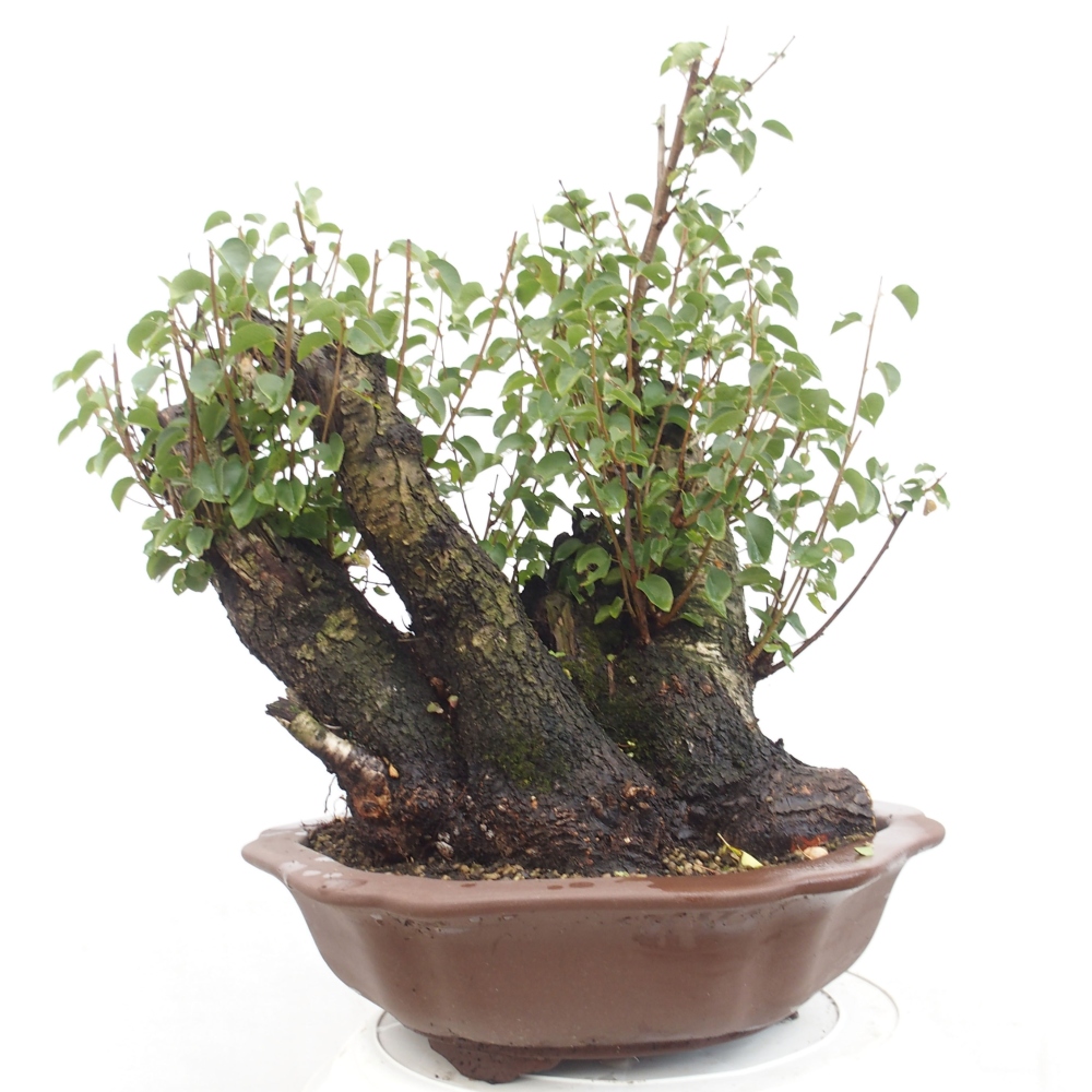 Bonsai voor buiten - Mahalebka - Prunus mahaleb