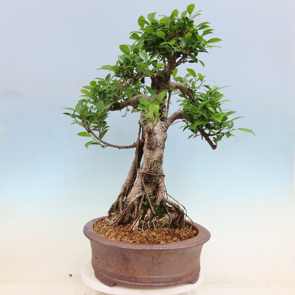 Kamerbonsai - Ficus kimmen - kleinbladige ficus