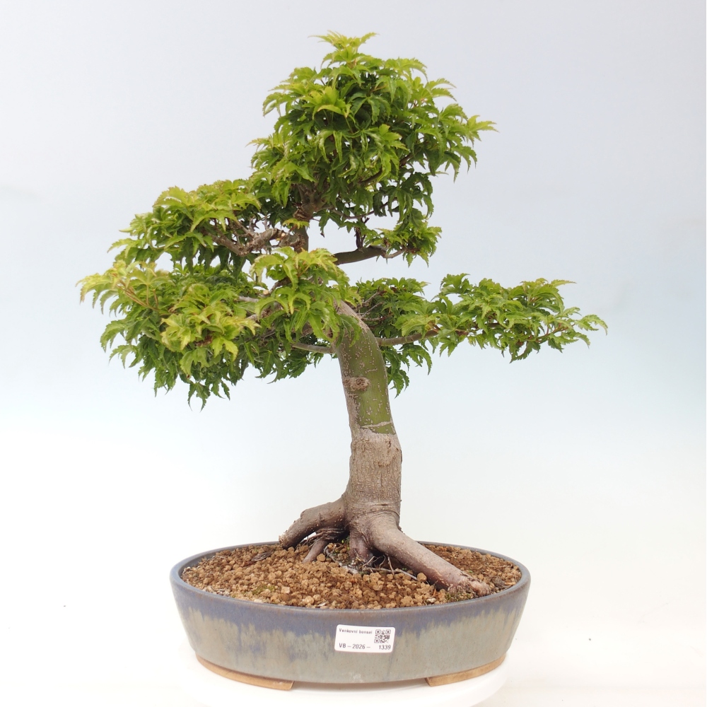 Bonsai voor buiten -Javor palm Acer palmatum Shishigashira