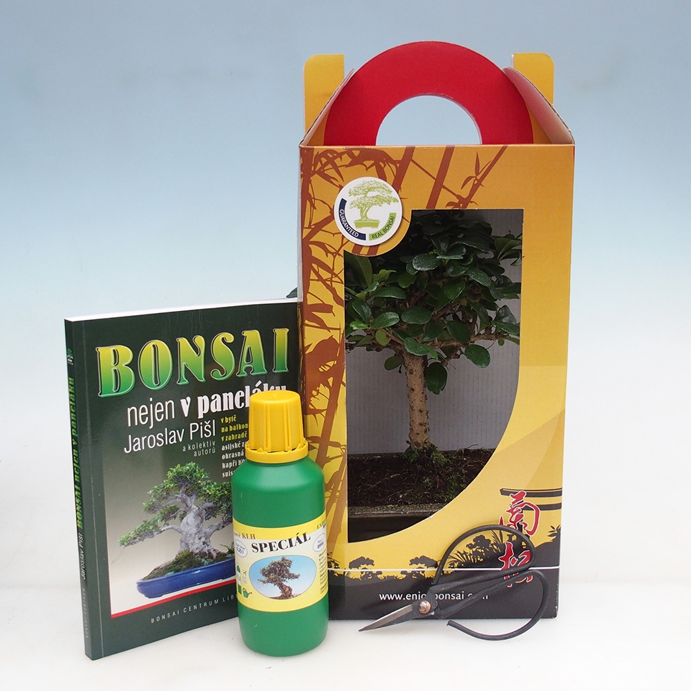 Kamerbonsai in geschenkverpakking Carmona microphylla - Thee fuki