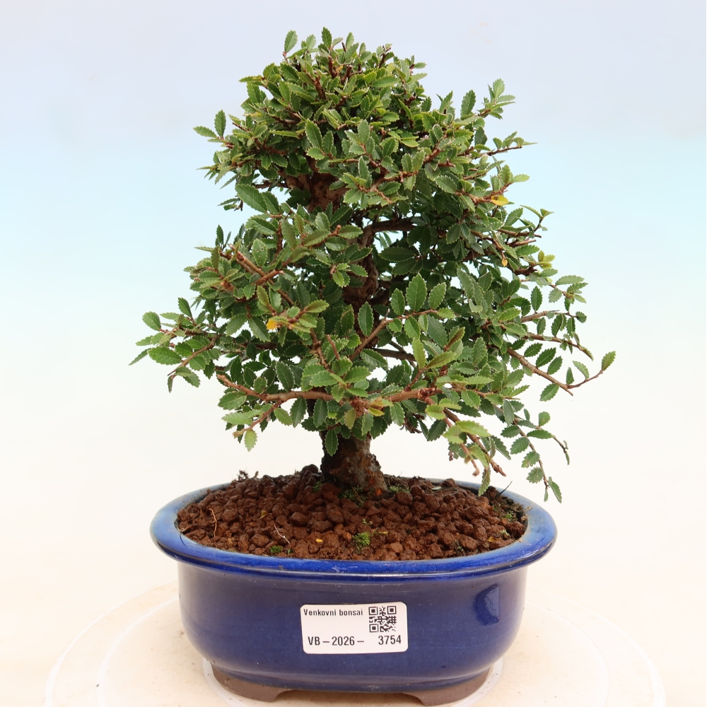 Bonsai voor buiten - Zelkova - Zelkova NIRE