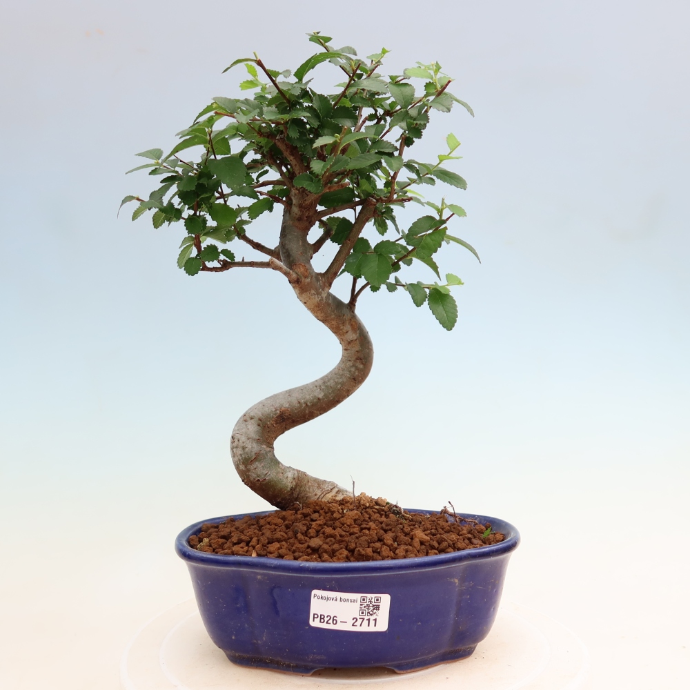 Kamerbonsai - Ulmus parvifolia - Winteriep