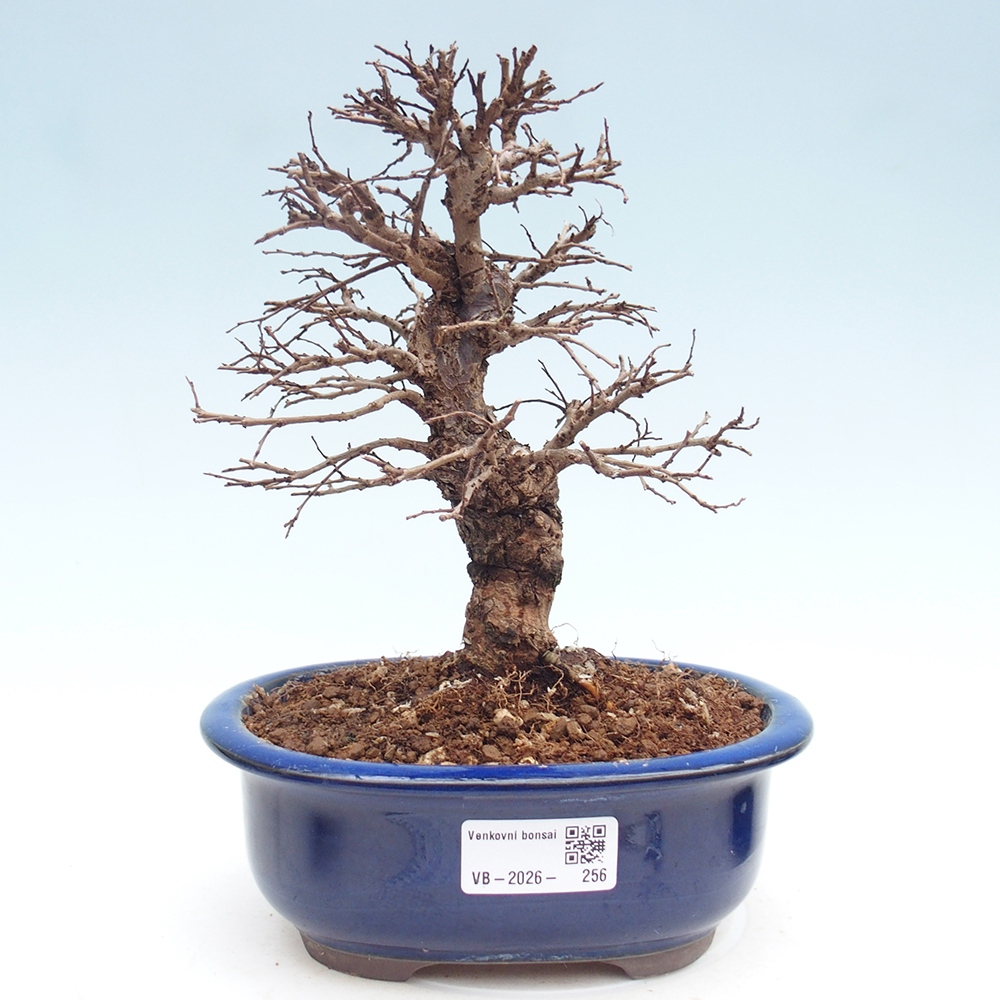 Bonsai voor buiten - Zelkova - Zelkova NIRE