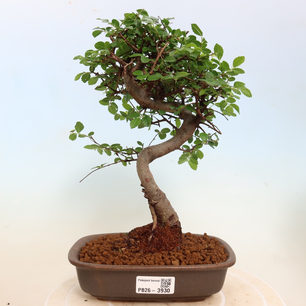 Kamerbonsai - Ulmus parvifolia - Winteriep
