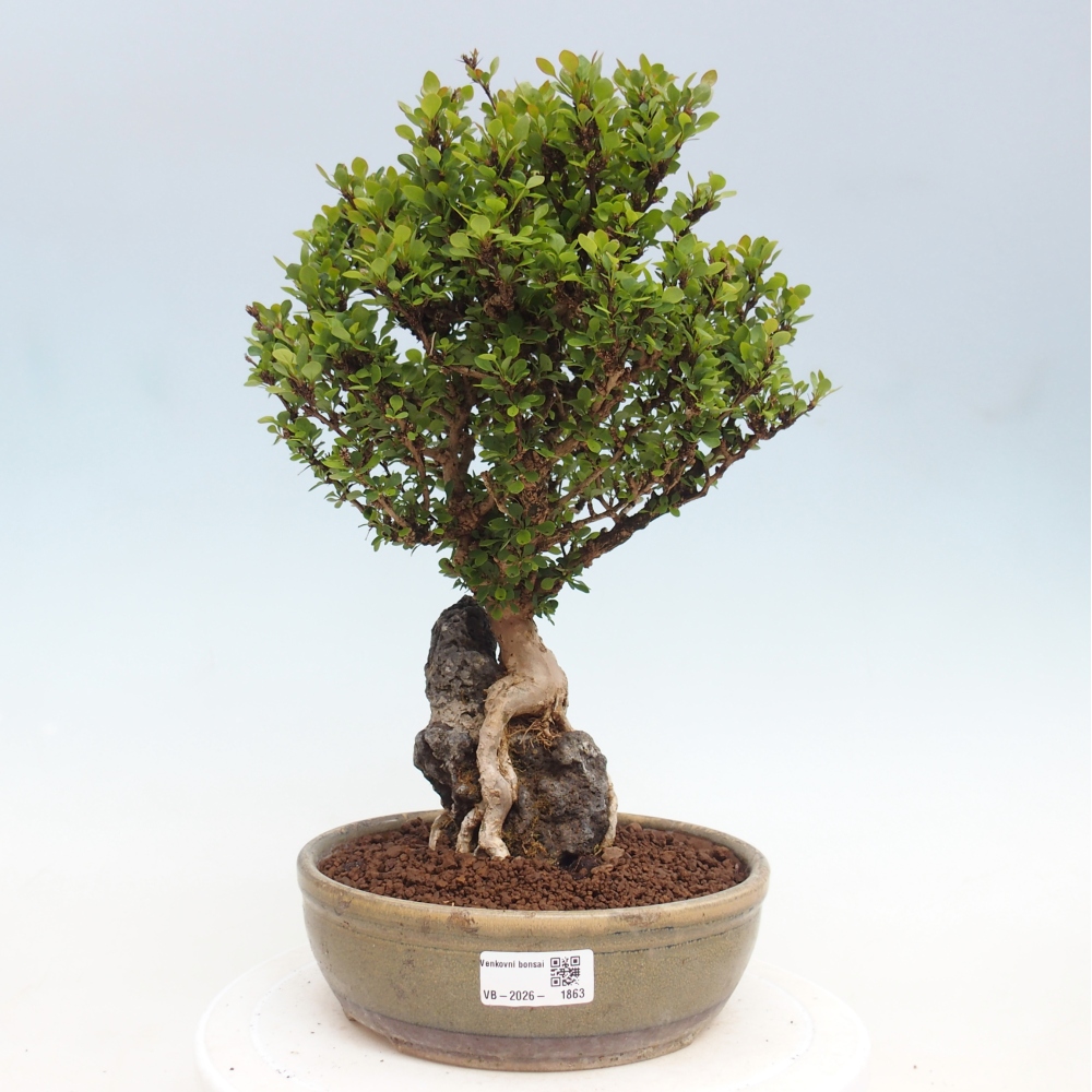 Bonsai voor buiten - Berberis coreana