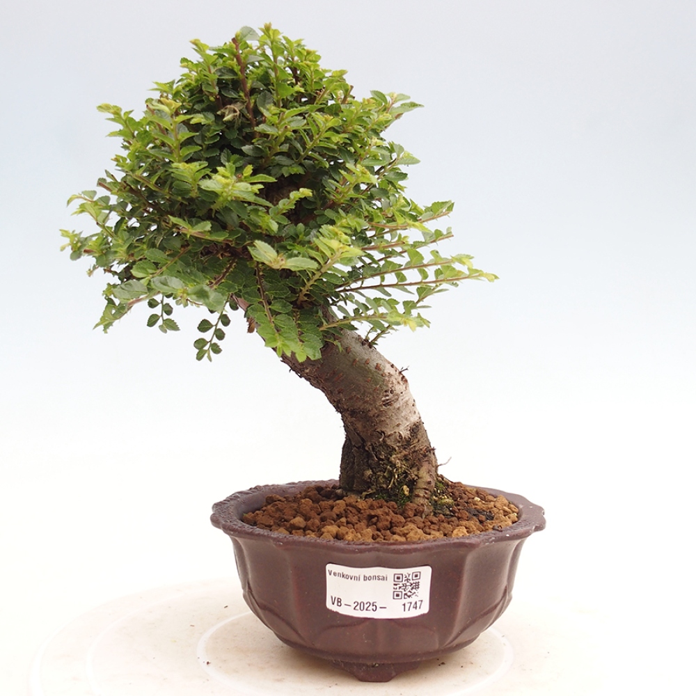 Bonsai voor buiten - Ulmus parvifolia Hokkaido - Chinese iep