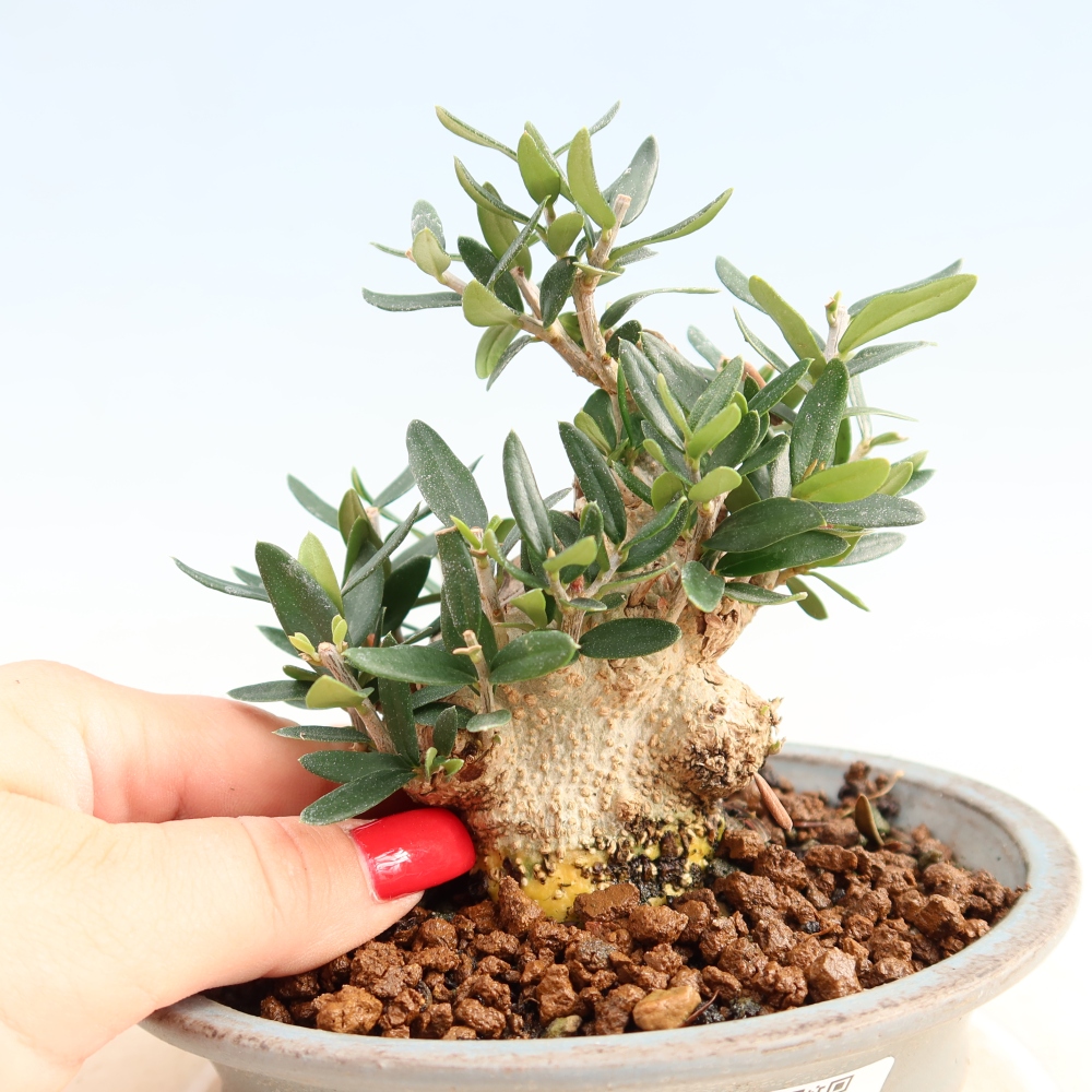 Bonsai voor binnen - Olea europaea sylvestris