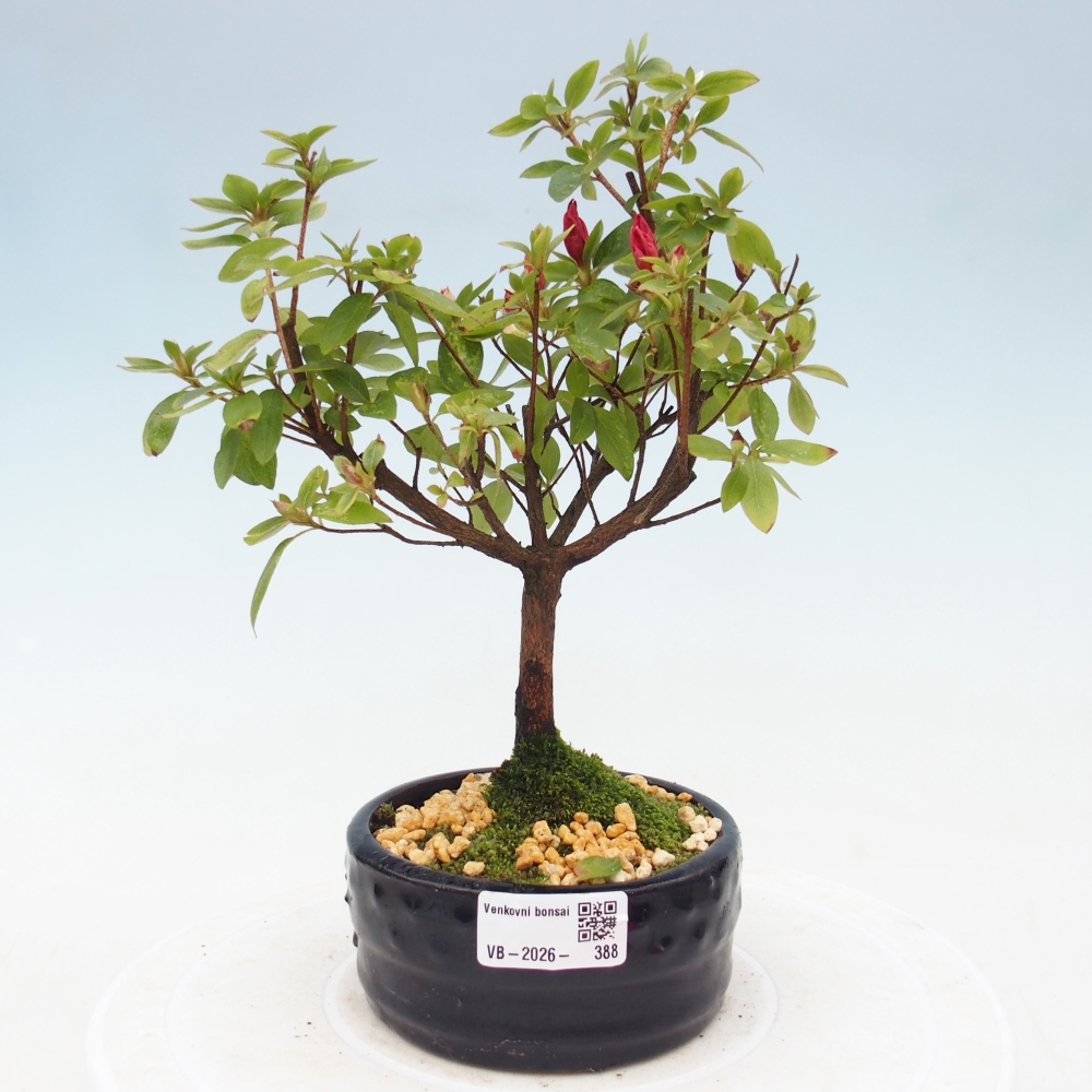 Bonsai voor buiten - Japanse azalea - Azalea sp.