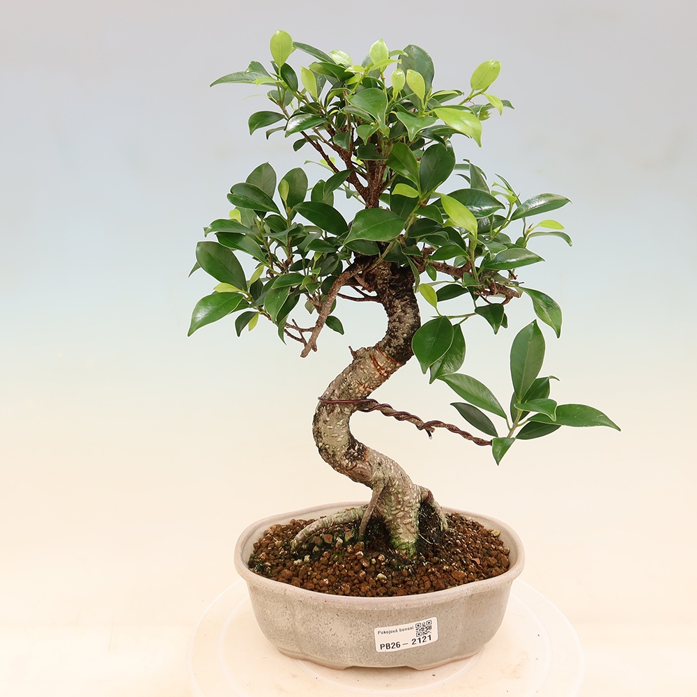 Kamerbonsai - Ficus retusa - kleinbladige ficus