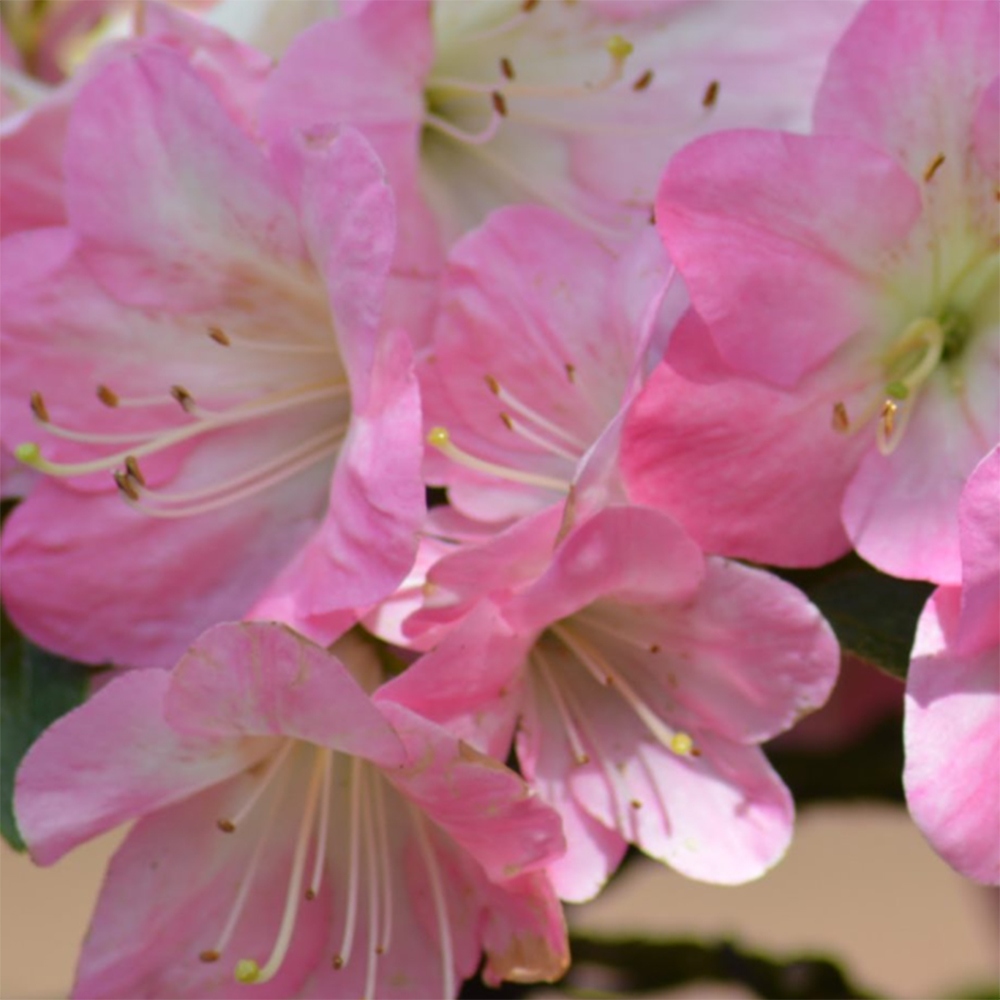 Bonsai voor buiten - Japanse Azalea - Azalea Kinsho
