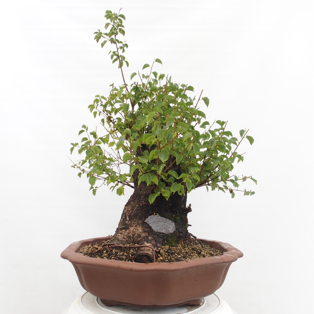 Bonsai voor buiten - Mahalebka - Prunus mahaleb