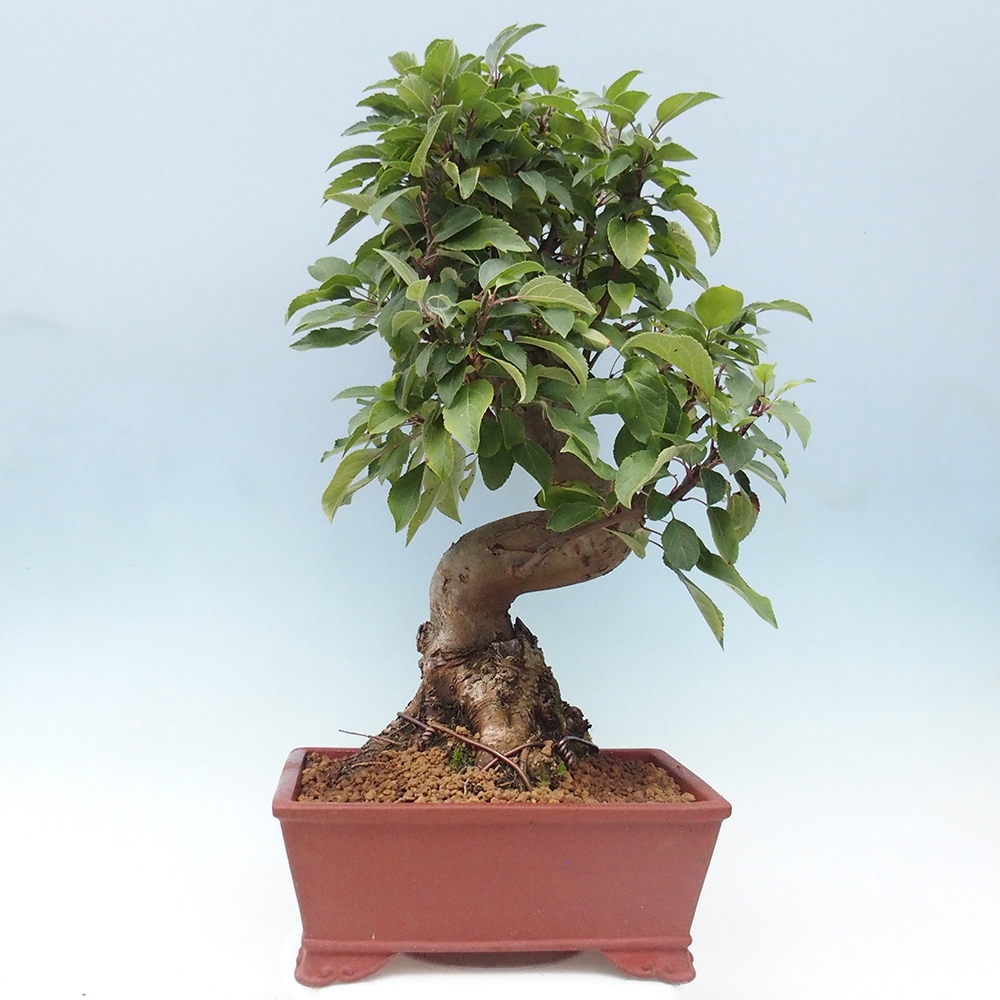 Bonsai voor buiten -Malus halliana - Appelboom met kleine vruchten