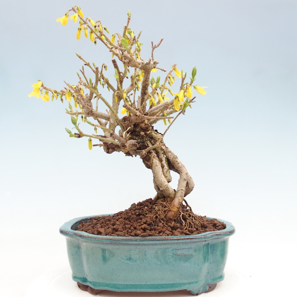 Bonsai voor buiten - Zlatice - Forsythia koreana