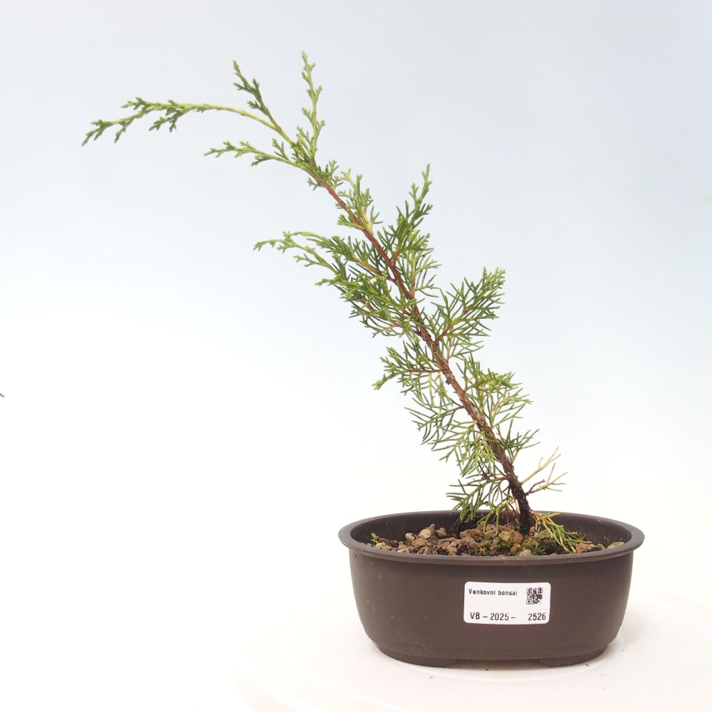 Bonsai voor buiten - Juniperus chinensis Itoigawa