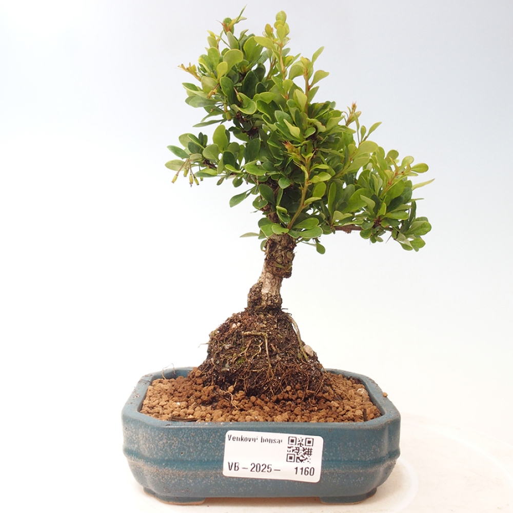 Bonsai voor buiten - Berberis thunbergii - Woodruff