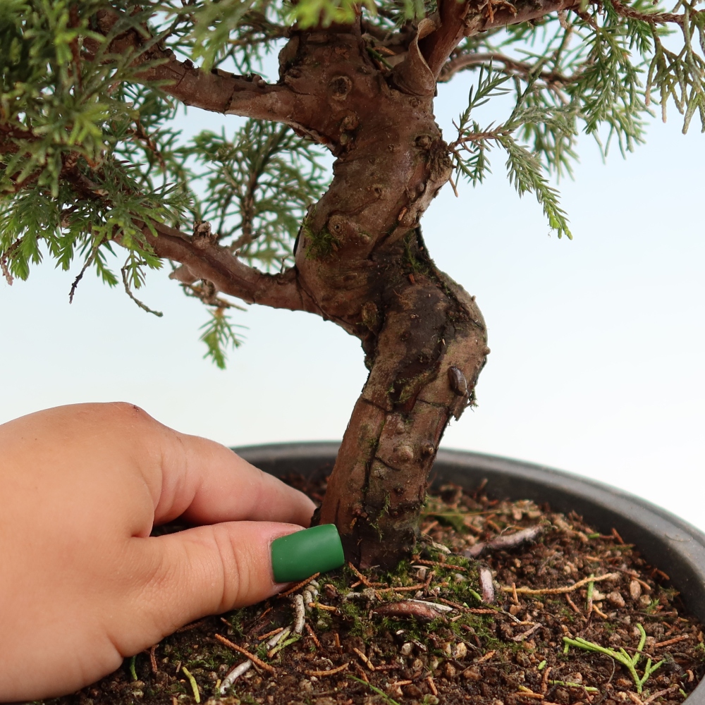 Bonsai voor buiten - Juniperus chinensis Itoigawa-Juniperus chinensis