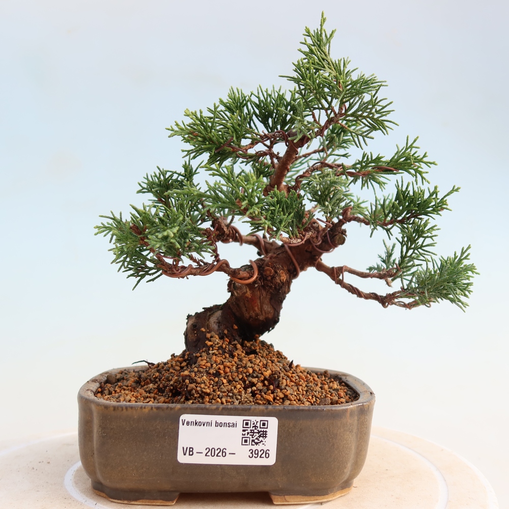 Bonsai voor buiten - Juniperus chinensis Itoigawa